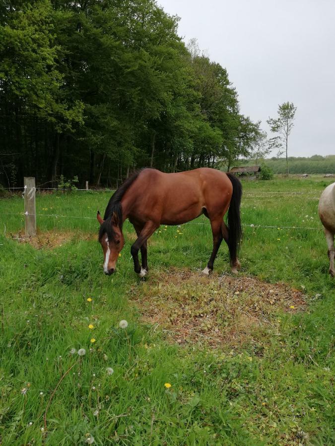 Tankefuld Living'S Horsefarm Apartment Свендборг Екстериор снимка